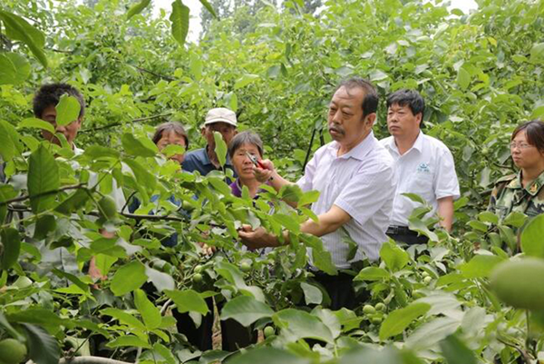 图为李保国在田间为田舍解说核桃栽培实用技术。。。。。。。。